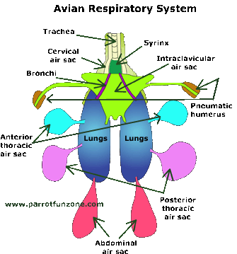 Parrot Anatomy