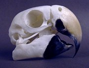 macaw beak anatomy