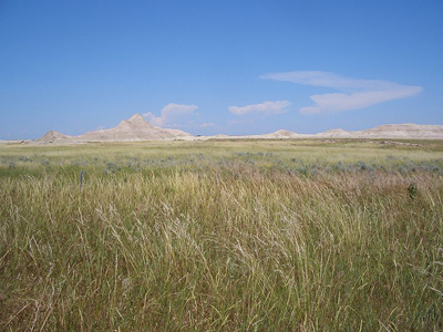 grassland