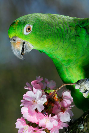 Amazon Parrots