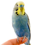 pic budgie5
