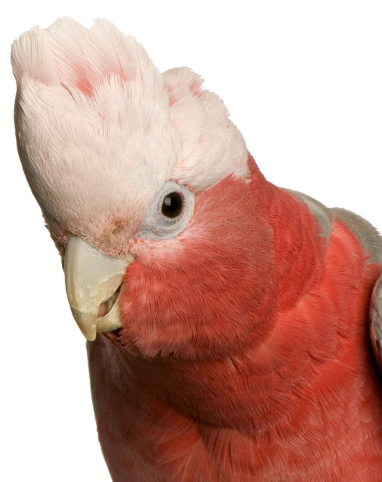 pic cockatoo galah