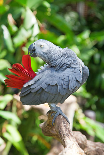 African Grey Parrot Photo