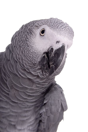 African Grey Quiz