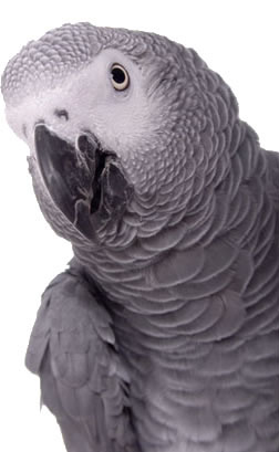 African Grey Parrots