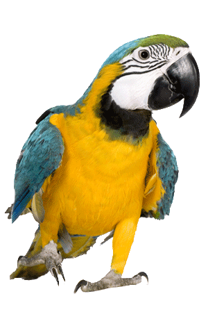 pic macaw