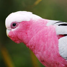 Rose Breasted Cockatoo (Galah)