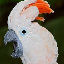 Mollucan Cockatoo