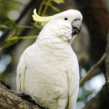 Sulfur-crested Cockatoo