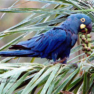endangered lears macaw