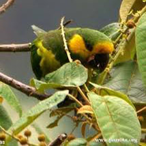 endangered yellow eared conure