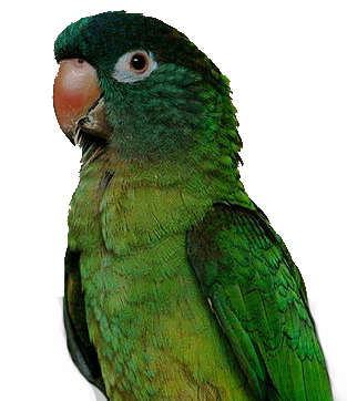 pic conure bluecrown