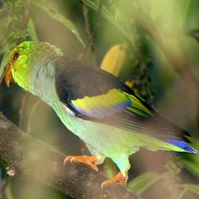 Lilac-tailed Parrotlet