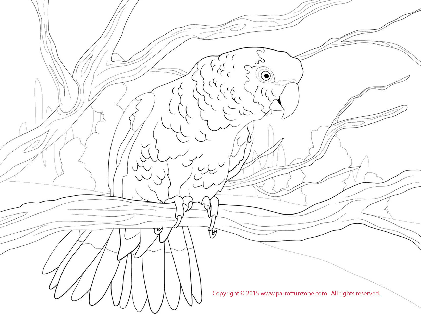 coloring yellow double lored parrot drawings