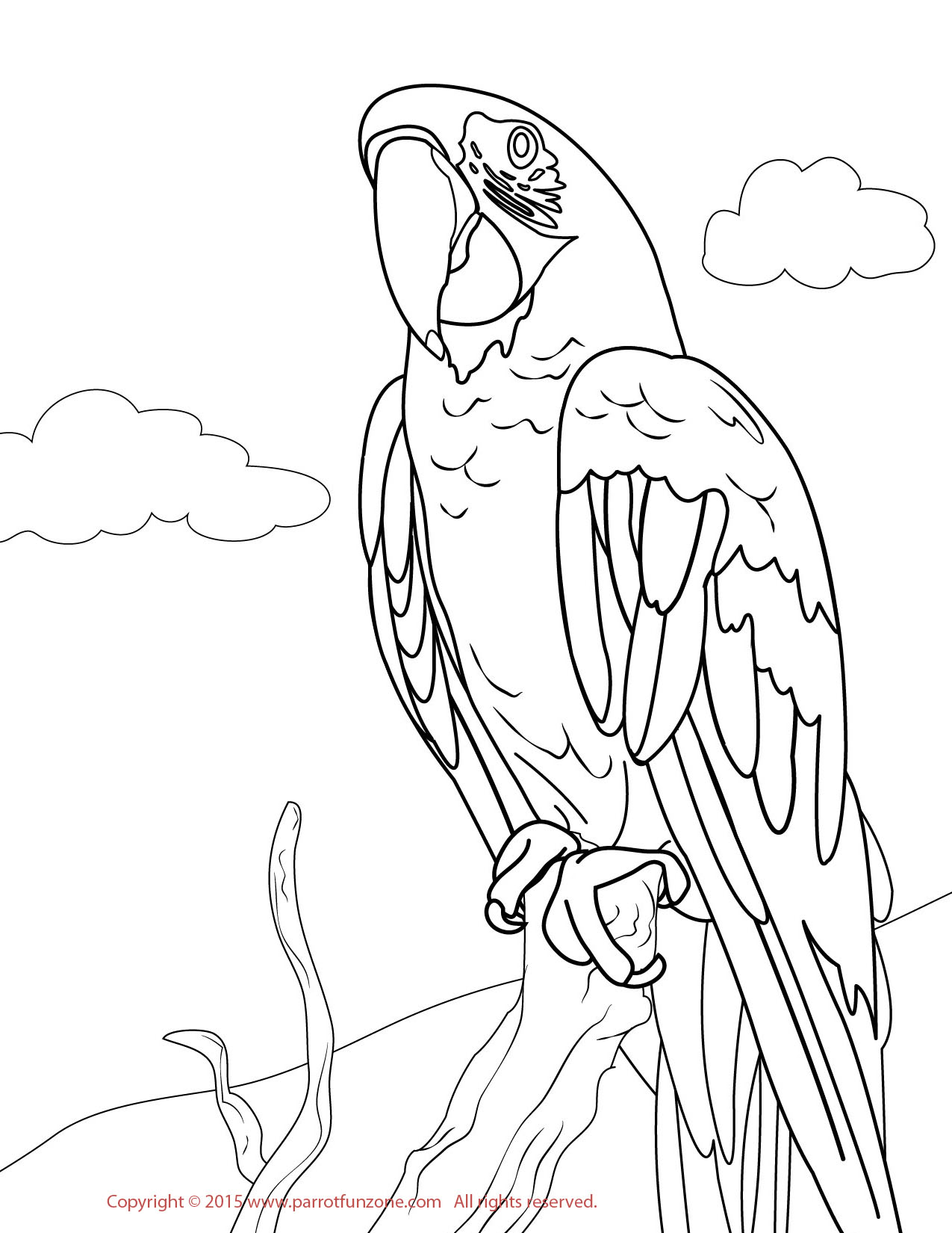 blue and yellow macaw coloring page