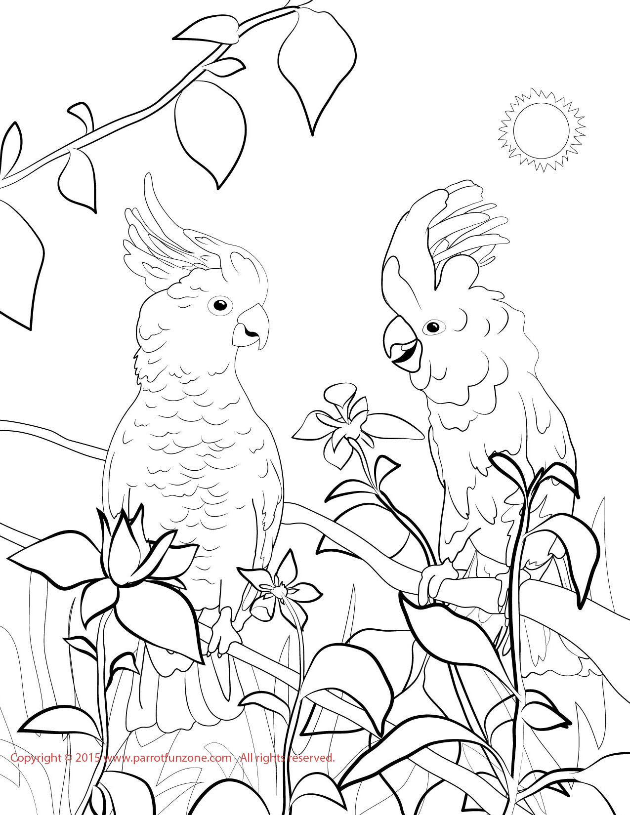 molluccan and sulphur cockatoo coloring page