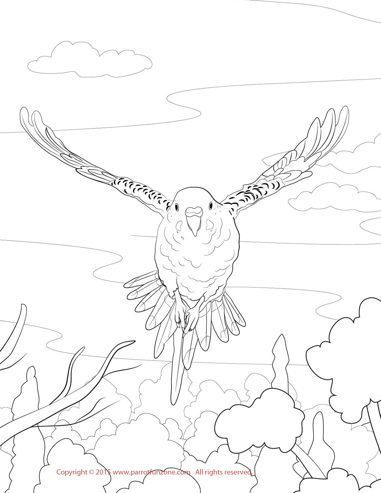 parakeet coloring page