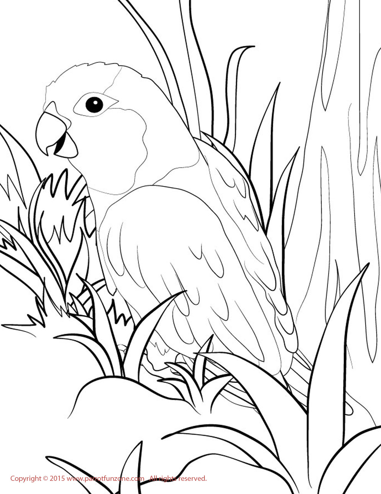 blue and yellow macaw coloring page