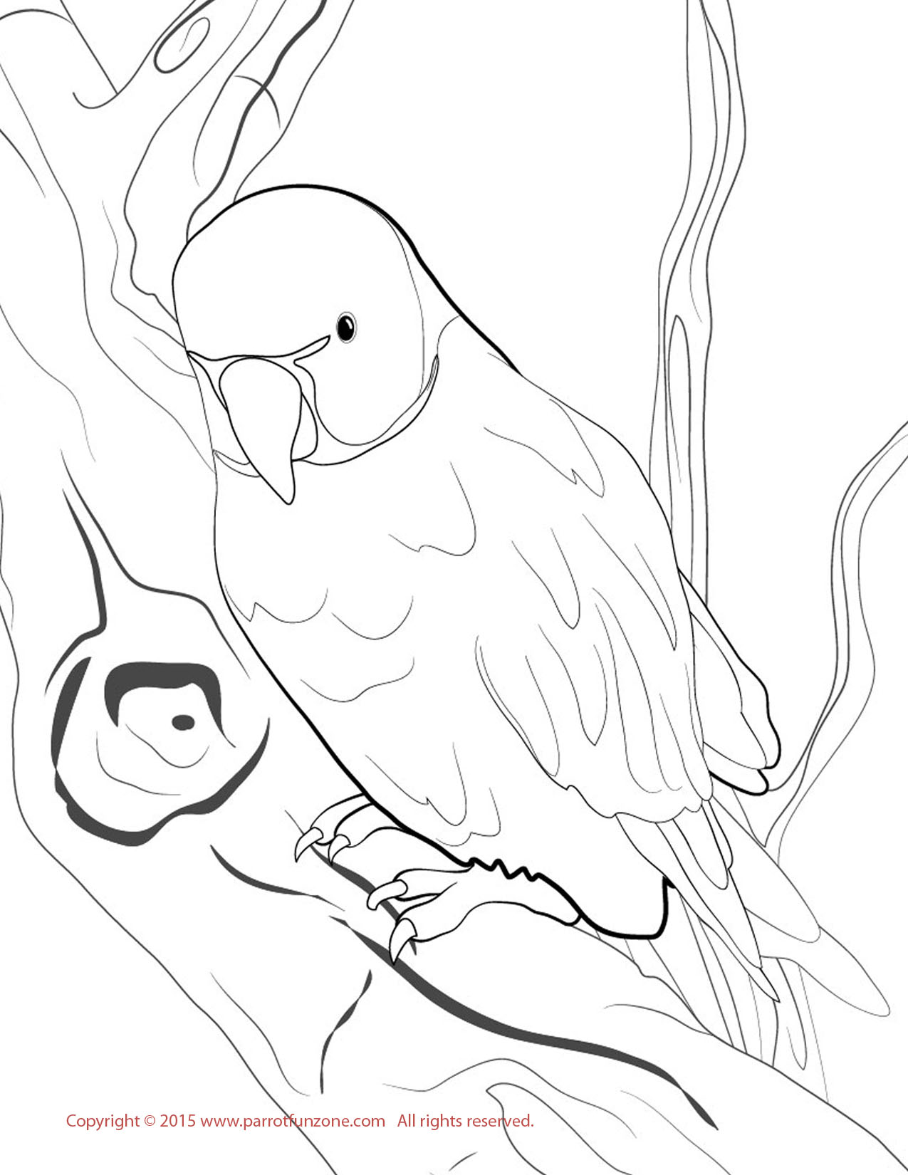 41+ Parrot Colouring In Free printable parrot coloring pages for kids