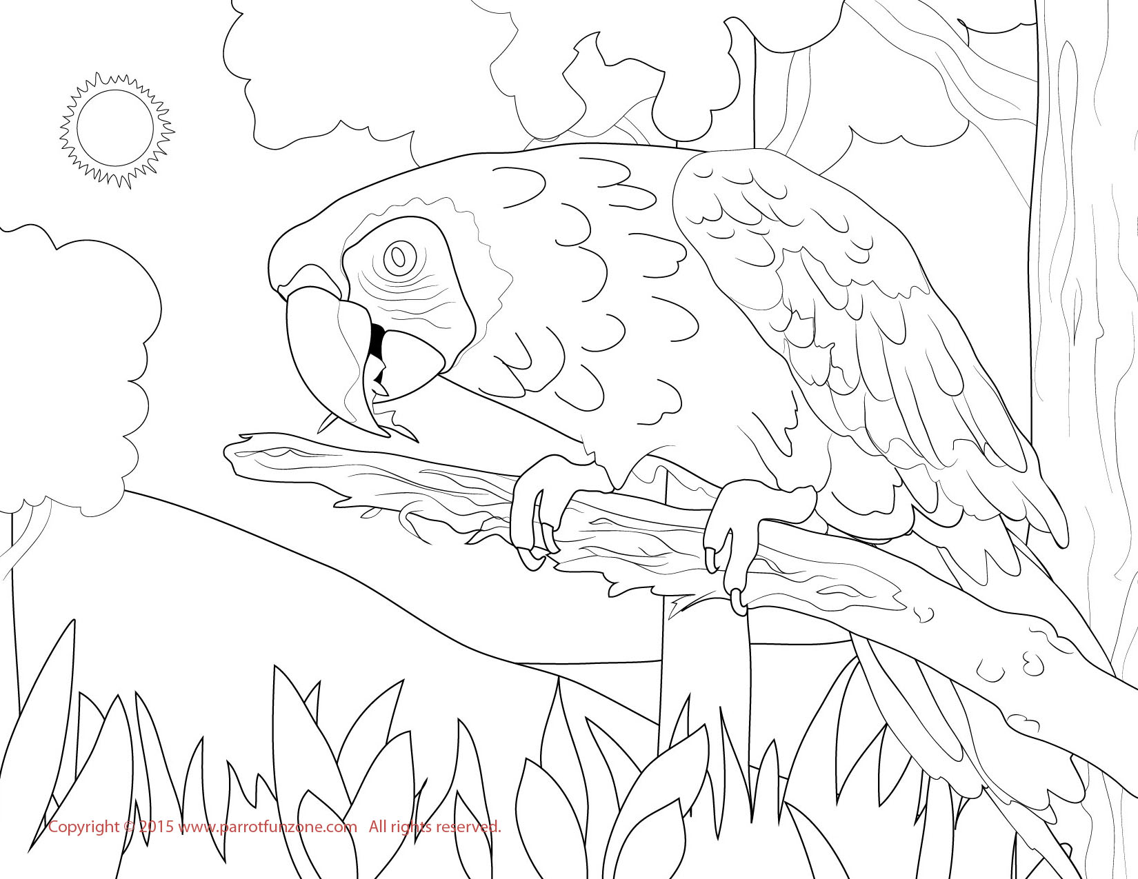 scarlet macaw coloring page