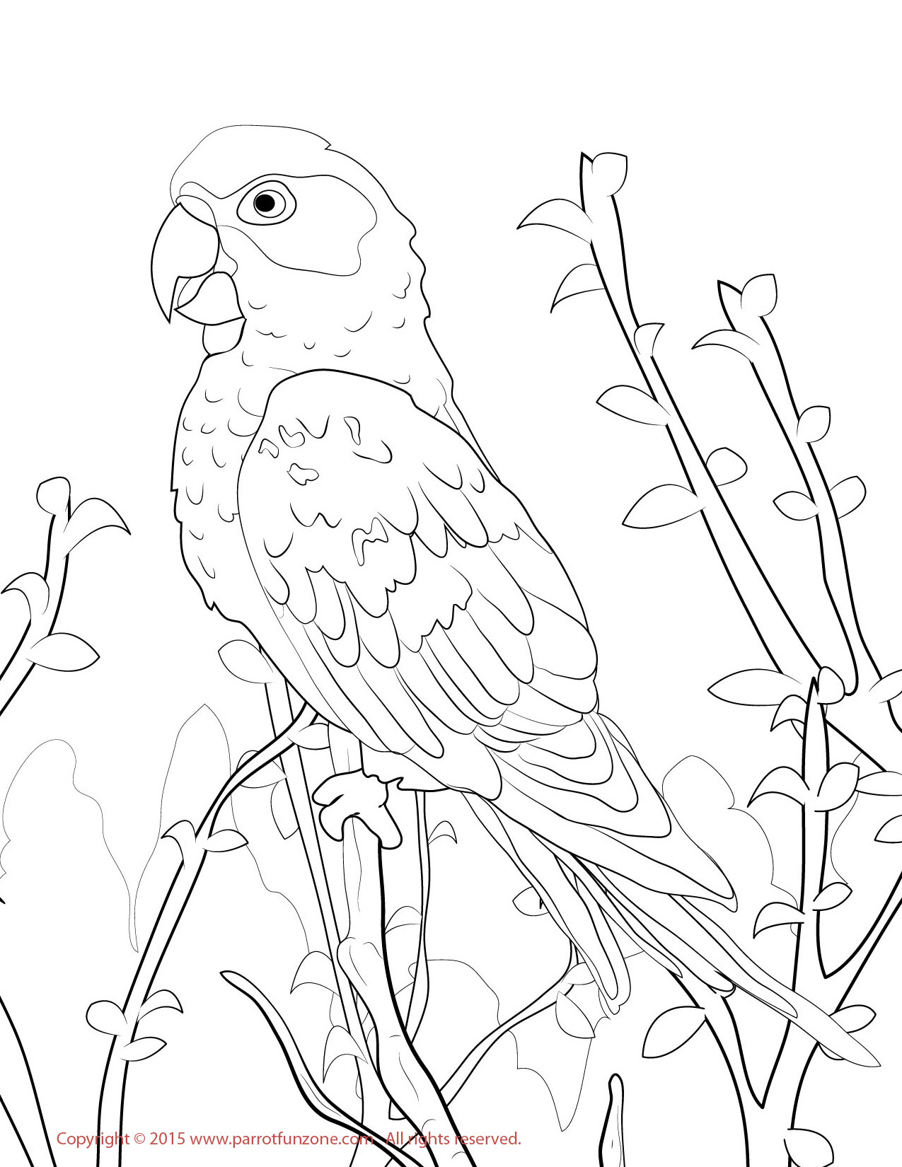 sun conure coloring page