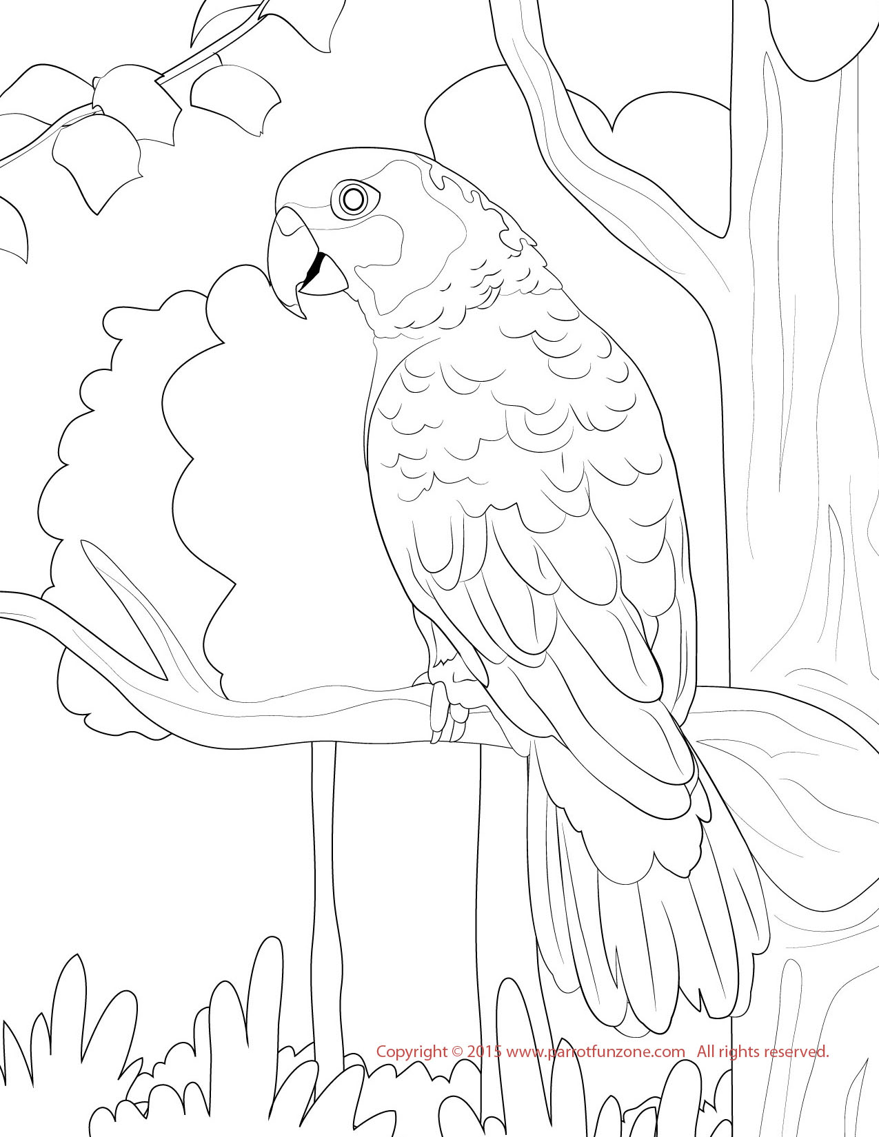 yellow nape amazon coloring page