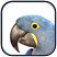 Macaw Quiz